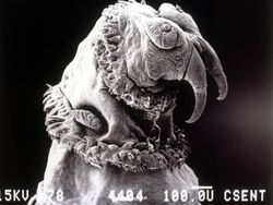 Foto Menyeramkan Hewan Saat Dilihat Pakai Mikroskop