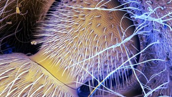 Closeup antena lebah. Foto: Allthatinteresting