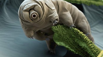 Tardigrade atau beruang air Foto: Allthatinteresting