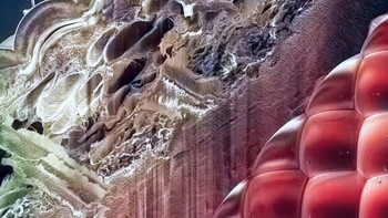 Struktur bagian dalam mata lalat. Foto: Allthatinteresting