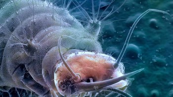 Kepala larva mikroskopis. Foto: Allthatinteresting