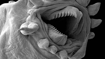 Closeup mulut cacing hidrotermal Foto: Allthatinteresting