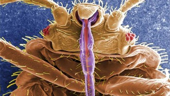 Tungau kasur Foto: Allthatinteresting