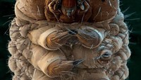 Ulat ngengat sutera pada perbesaran 31:1. Foto: Allthatinteresting  