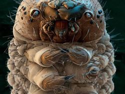 Foto Menyeramkan Hewan Saat Dilihat Pakai Mikroskop