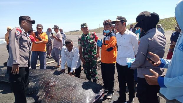 Hiu totol mati terdampar di Pantai Munggangsari, Desa Munggangsari, Kecamatan Grabag, Purworejo, Rabu (16/8/2023).