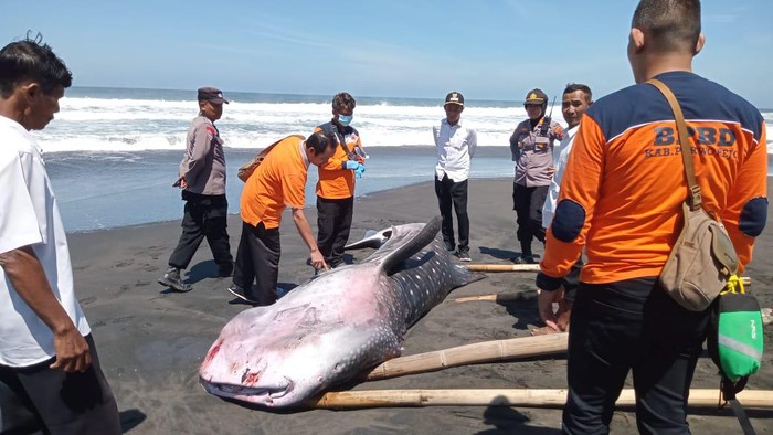Hiu totol mati terdampar di Pantai Munggangsari, Desa Munggangsari, Kecamatan Grabag, Purworejo, Rabu (16/8/2023).