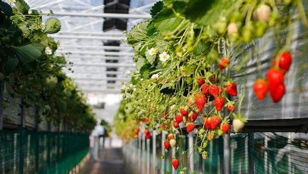 Ilustrasi kebun strawberry.