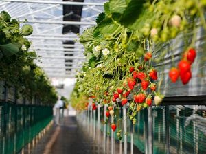 La Fresa, Agrowisata Bunga-Petik Strawberry di Kintamani