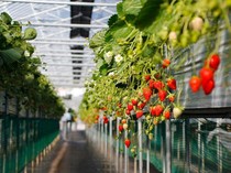 Kebun Strawberry Sumatera Barat: Wisata Alam Manis di Alahan Panjang