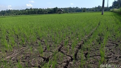 Kondisi sawah di Jembrana, Bali yang mulai mengering.