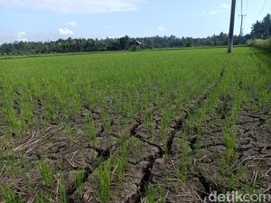 Bali Dilanda 75 Bencana Dampak El Nino Sepanjang Agustus-Oktober