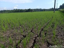 Duh! 775,5 Hektare Sawah di Jembrana Terancam Kekeringan