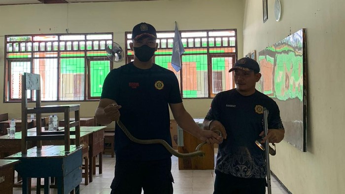 Ular king cobra sepanjang 1 meter masuk ke dalam ruang kelas SMAN 3 Pangkalan Bun, Kotawaringin Barat (Kobar), Kalimantan Tengah (Kalteng).