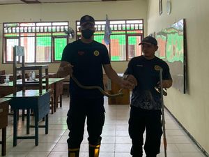 Ular King Cobra Masuk Kelas SMAN 3 Pangkalan Bun Kalteng, Damkar Evakuasi