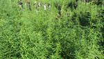 21 Ribu Batang Ganja Dibakar di Aceh