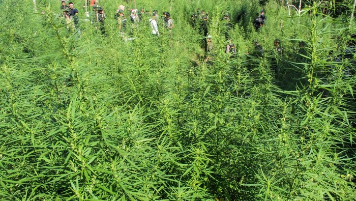 Operasi ladang ganja BNN RI dalam Rangka HUT 78 RI Deputi Pemberantasan Narkotika, Irjen Pol I Wayan Sugiri, (kedua kiri) bersama personel lainnya melambaikan bendera Merah Putih saat membakar batang ganja dalam operasi pemusnahan ladang ganja di Desa Teupin Rusep, Sawang, Kabupaten Aceh Utara, Aceh, Rabu (16/8/2023). Operasi gabungan BNN RI,TNI-Polri dan Bea Cukai dalam rangka menyambut HUT ke-78 kemerdekan RI tersebut ditemukan seluas 4,5 hektare ladang ganja, tersebar di 11 titik lokasi dengan tanaman ganja lebih dari 21 ribu batang atau sekitar 20 ton yang kemudian dimusnahkan dengan cara dibakar. ANTARA FOTO/Rahmad/foc.