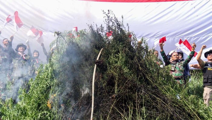 Deputi Pemberantasan Narkotika, Irjen Pol  I Wayan Sugiri, (kedua kiri) bersama personel lainnya melambaikan bendera Merah Putih saat membakar batang ganja dalam operasi pemusnahan ladang ganja di Desa Teupin Rusep, Sawang, Kabupaten Aceh Utara, Aceh, Rabu (16/8/2023). Operasi gabungan BNN RI,TNI-Polri dan Bea Cukai dalam rangka menyambut HUT ke-78 kemerdekan RI tersebut ditemukan seluas 4,5 hektare ladang ganja, tersebar di 11 titik lokasi dengan tanaman ganja lebih dari 21 ribu batang atau sekitar 20 ton yang kemudian dimusnahkan dengan cara dibakar. ANTARA FOTO/Rahmad/foc.
