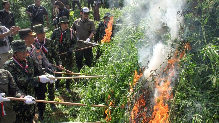 Operasi ladang ganja BNN RI dalam Rangka HUT 78 RI Deputi Pemberantasan Narkotika, Irjen Pol I Wayan Sugiri, (kedua kiri) bersama personel lainnya melambaikan bendera Merah Putih saat membakar batang ganja dalam operasi pemusnahan ladang ganja di Desa Teupin Rusep, Sawang, Kabupaten Aceh Utara, Aceh, Rabu (16/8/2023). Operasi gabungan BNN RI,TNI-Polri dan Bea Cukai dalam rangka menyambut HUT ke-78 kemerdekan RI tersebut ditemukan seluas 4,5 hektare ladang ganja, tersebar di 11 titik lokasi dengan tanaman ganja lebih dari 21 ribu batang atau sekitar 20 ton yang kemudian dimusnahkan dengan cara dibakar. ANTARA FOTO/Rahmad/foc.
