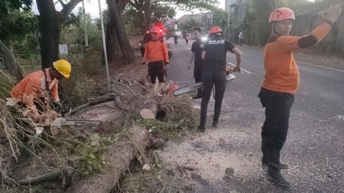 Pohon tumbang yang menimpa pemotor di Buleleng, Rabu (16/8/2023).