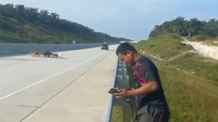 Tangkapan layar video anjing masuk tol di Kampar