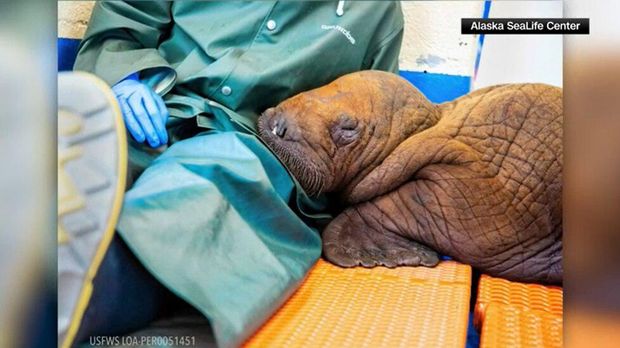 Walrus langka