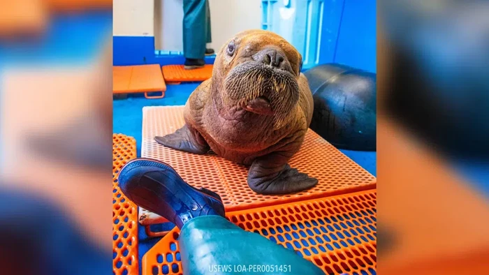 Walrus langka