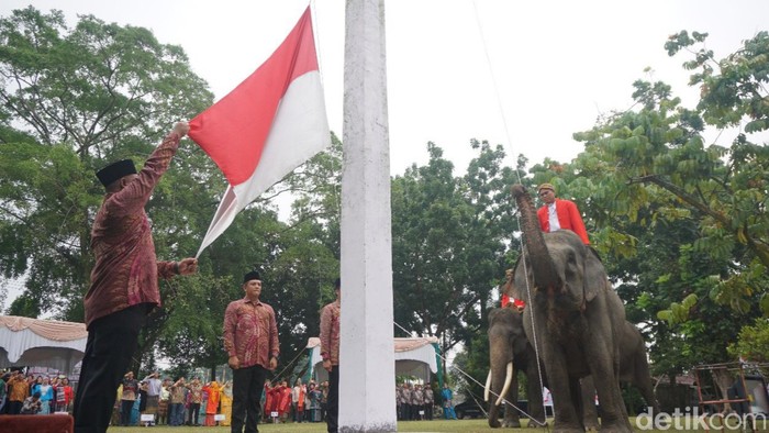 Gajah Sumatera ikut mengibarkan bendera Merah Putih di Pekanbaru. (Raja Adil Siregar/detikSumut)