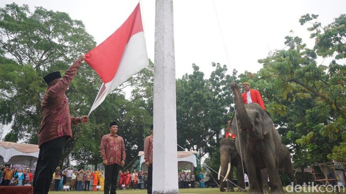 Gajah Sumatera ikut mengibarkan bendera Merah Putih di Pekanbaru. (Raja Adil Siregar/detikSumut)