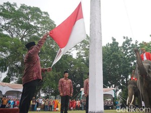 Sukses! 3 Gajah Sumatera Kibarkan Bendera Merah Putih di Pekanbaru