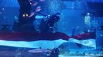 HUT RI, Bendera Sepanjang 25 Meter Dikibarkan di Aquarium Raksasa