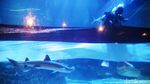 HUT RI, Bendera Sepanjang 25 Meter Dikibarkan di Aquarium Raksasa