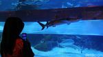 HUT RI, Bendera Sepanjang 25 Meter Dikibarkan di Aquarium Raksasa