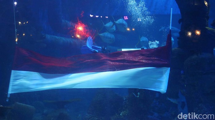 Penyelam mengibarkan bendera sepanjang 25 meter di dalam air di Jakarta Aquarium Safari, Jakarta Barat,  Kamis (17/8/2023). Pengibaran bendera ini dilakukan dalam peringatan HUT ke-78 Republik Indonesia.