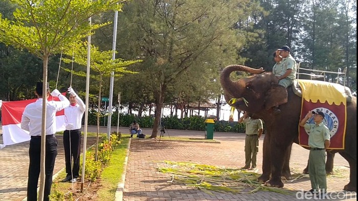 Sejumlah satwa di Taman Safari Indonesia Batang diikutkan di upacara HUT RI, Kamis (17/8/2023).