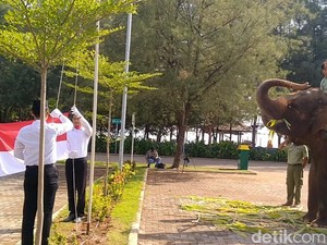 Gajah di Taman Safari Batang Ikut Hormat saat Upacara HUT RI