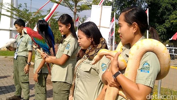 Sejumlah satwa di Taman Safari Indonesia Batang diikutkan di upacara HUT RI, Kamis (17/8/2023).