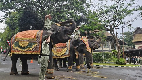 Sejumlah satwa, termasuk gajah turut mengikuti upacara bendera memperingati HUT ke-78 Kemerdekaan RI di Bali Safari Park, Kamis pagi (17/8/2023). (Putu Krista/detikBali)
