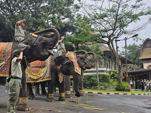 Kompak, Gajah Ikut Beri Hormat Saat Merah Putih Berkibar di Bali Safari