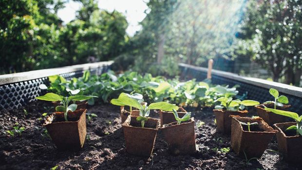 Tips bikin taman/Unsplash