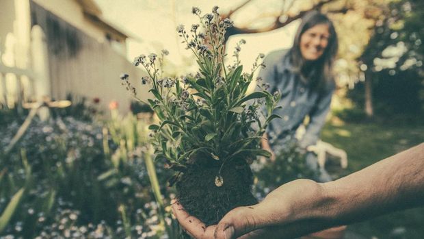 Tips bikin taman/Unsplash