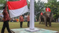 Unik banget, di Riau, petugas upacara pengibaran Bendera Merah Putih dilakukan sambil menunggangi  gajah sumatera di Lapangan BBKSDA, Pekanbaru, Kamis (17/8/2023). ANTARA FOTO/Rony Muharrman