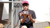 Menurut Iqbal, dia berani menjamin, kura-kura hasil budidayanya yakni Redcata merupakan salah satu jenis yang langka, karena dia merupakan orang kedua di dunia yang berhasil menggabungkan dua jenis kura-kura tersebut menjadi redcata. Foto: Rista Rama Dhany