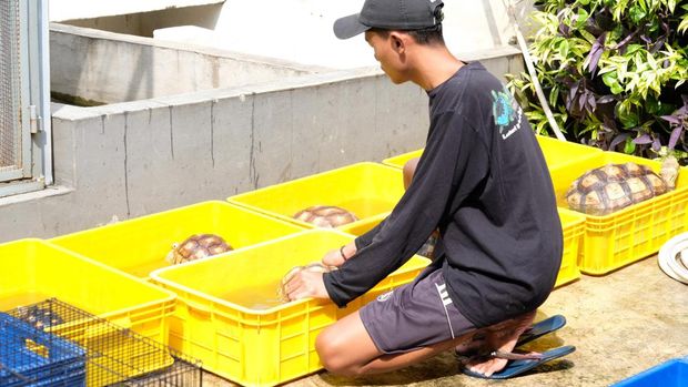 Budi Daya Kura-kura Darat yang dilakukan Bumi Reptile di Cibinong, Bogor