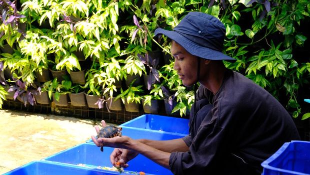 Budi Daya Kura-kura Darat yang dilakukan Bumi Reptile di Cibinong, Bogor