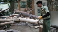 Walaupun telah lama mengurus binatang reptil, tetapi kecelakaan juga tak luput dari kesehariannya. Ia berujar pernah digigit komodo sebanyak tiga kali. Namun beruntung, keselamatan masih menyertainya.  