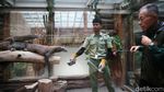 Igit Siswangki, Keeper TSI yang Tiga Kali Digigit Komodo