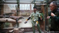 Igit sedang memberi makan komodo di Taman Safari Indonesia.  