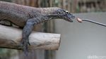 Igit Siswangki, Keeper TSI yang Tiga Kali Digigit Komodo