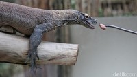 Bakteri komodo di Taman Safari Indonesia tidak membahayakan seperti bakteri komodo di alam liar. Walau begitu, hewan ini tetap memiliki bakteri yang cukup membahayakan.  
